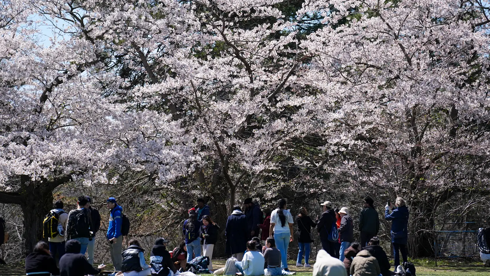 High Park'ta Japon kiraz ağaçları baharın gelmesiyle büyüledi