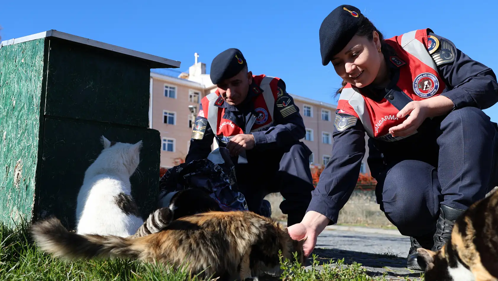 Jandarmanın, sokak hayvanlarına şefkatli eli dokunuyor