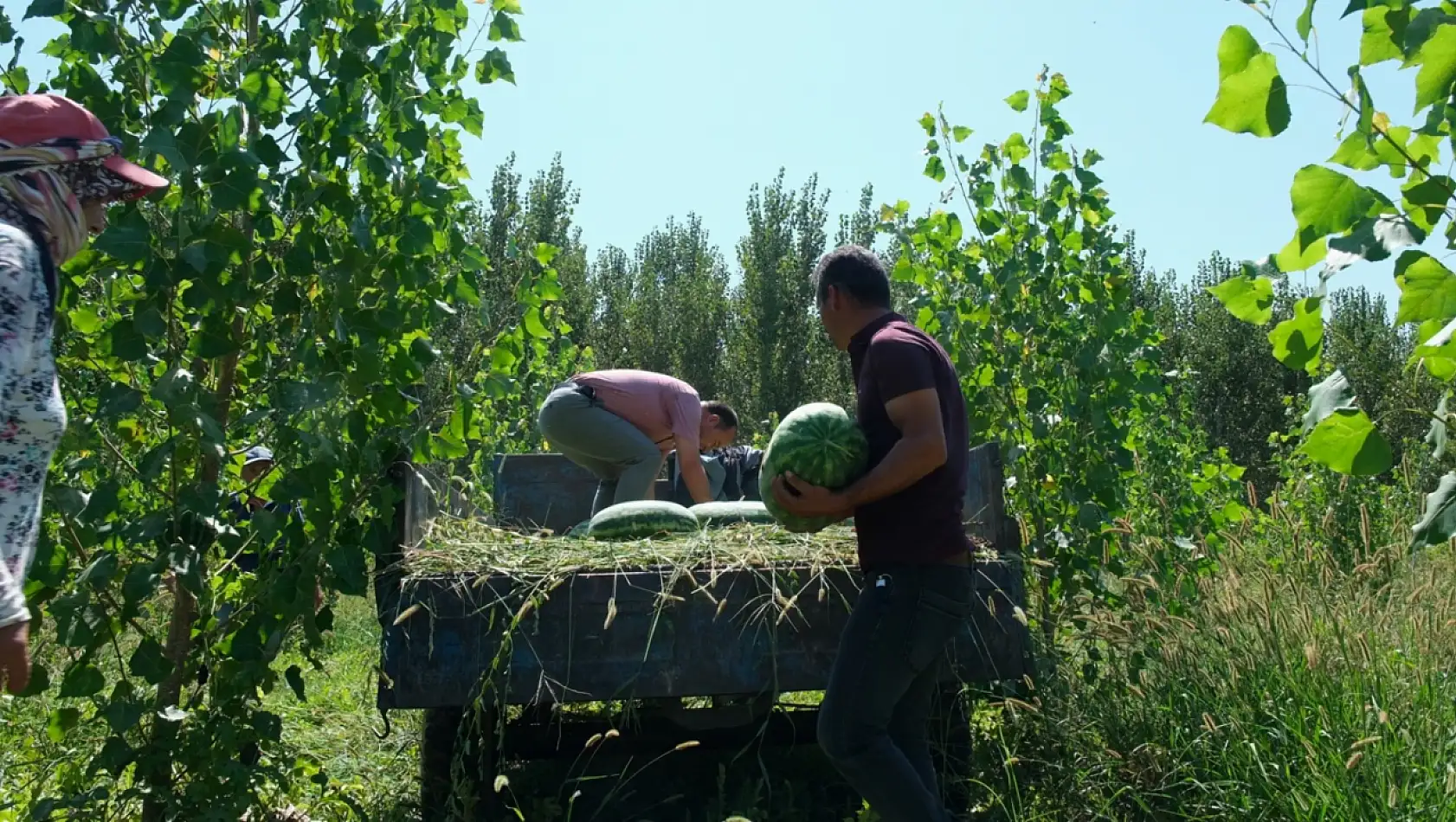 Karpuz hasadı başladı!