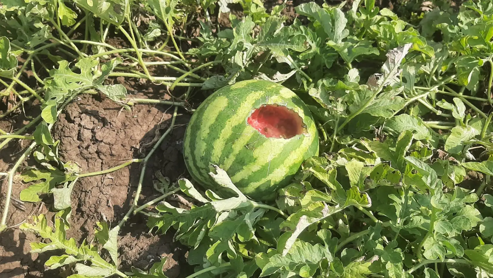 Karpuz hasadı yapmak isteyen çiftçiye 'karga' şoku!