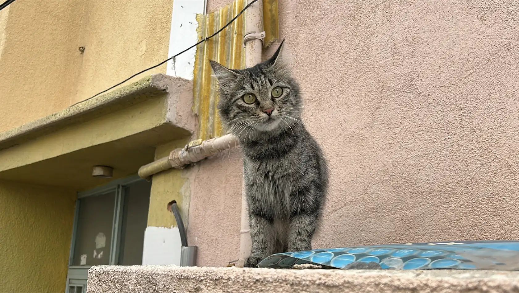 Kedi yüzünden iki kişiyi silahla yaraladı