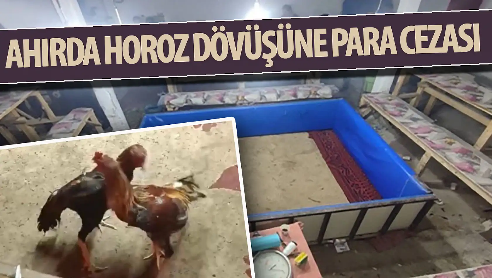 Konya'da ahırda horoz dövüşüne para cezası!