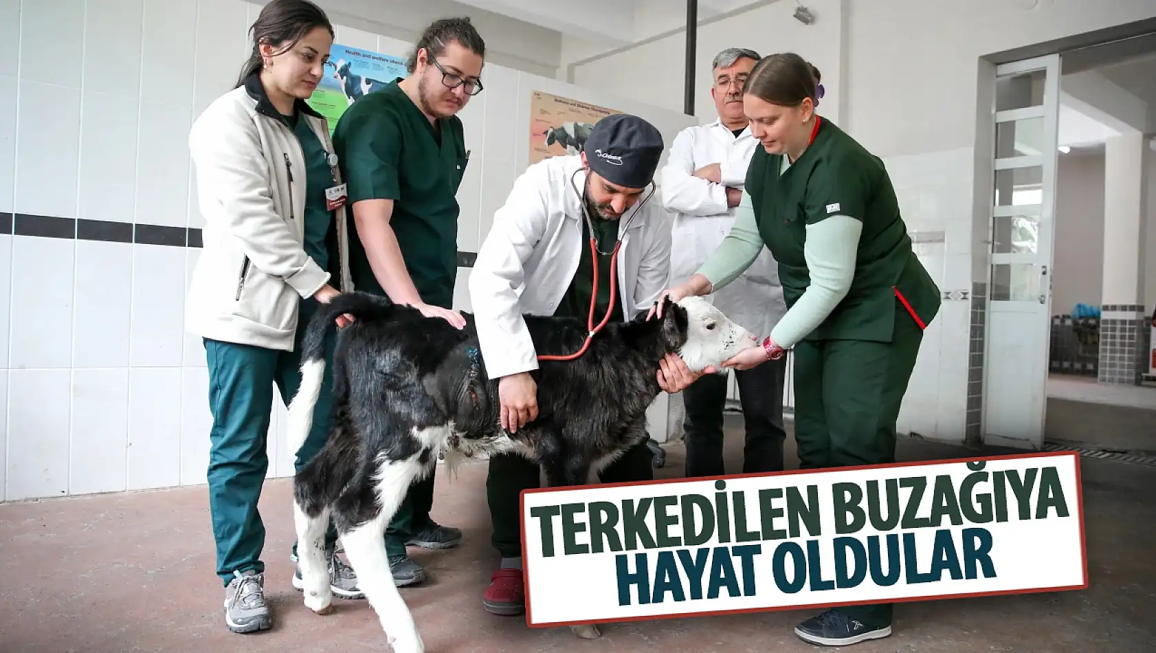 Konya'da hasta olduğu için terk edilen buzağı