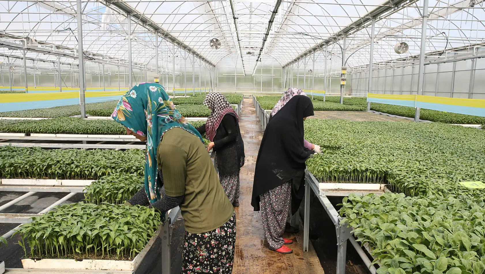 Konya'da yılda 5 milyon sebze fidesi üretilen tesis bölge ekonomisine katkı sunuyor!