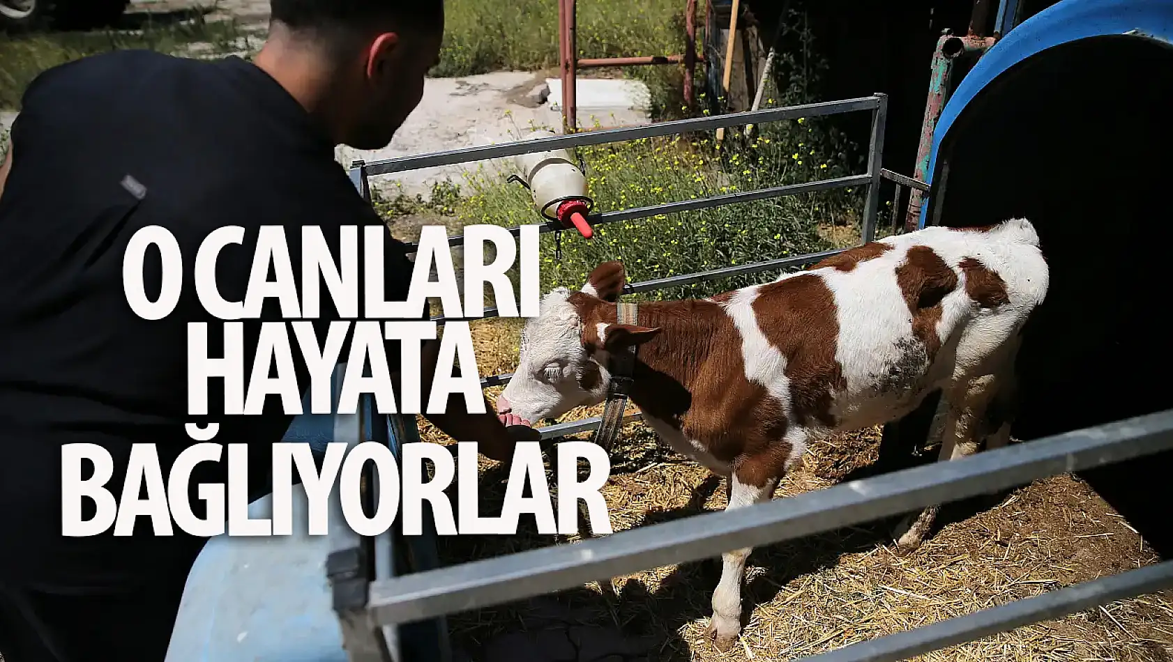 Konya'da 'Yaşamaz' denilen bağırsak hastası buzağıları hayata bağlıyorlar!