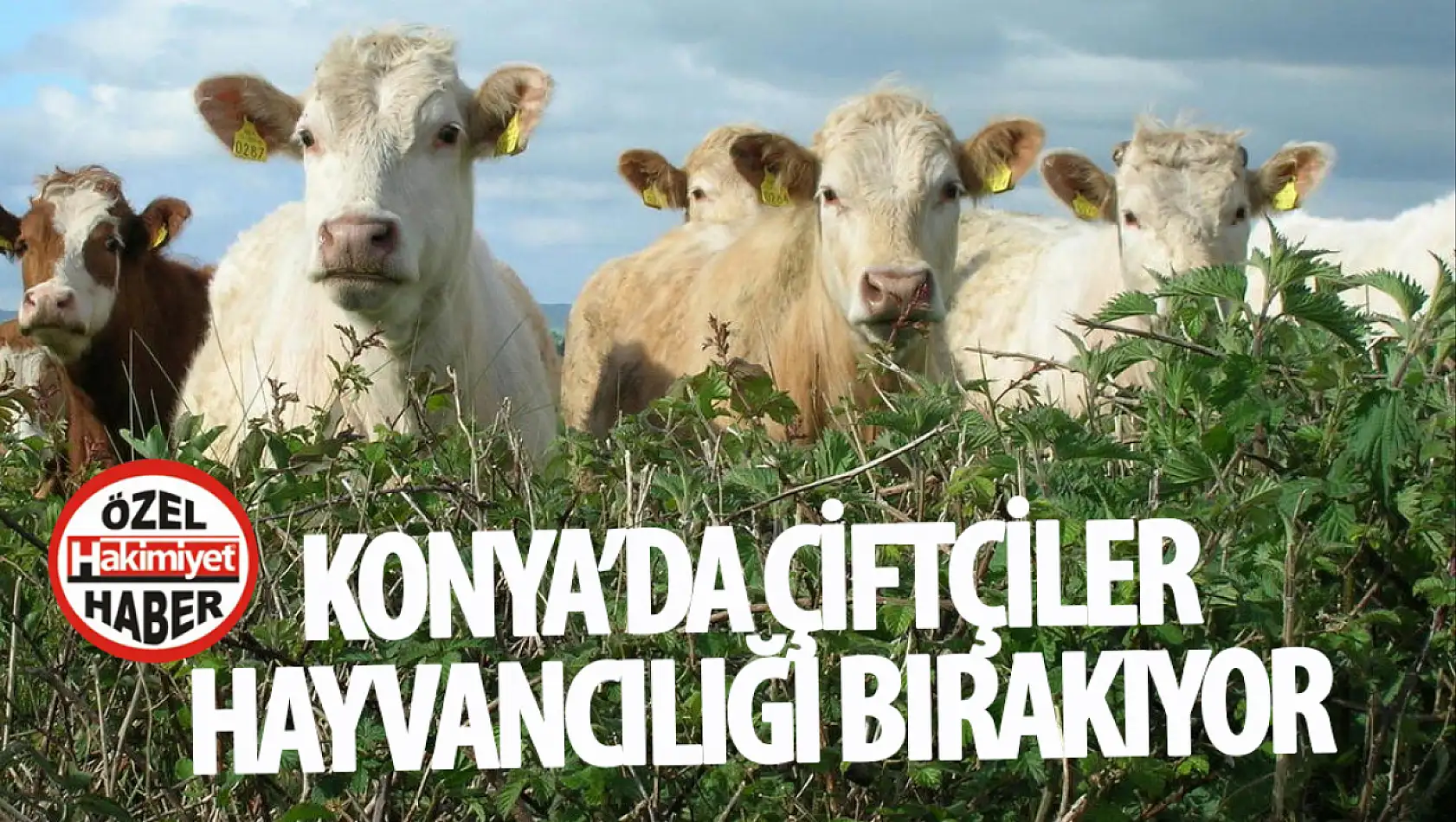 Konyalı çiftçiler hayvancılığı bırakıyor: GES küçükbaş hayvancılığı tehdit mi ediyor? 