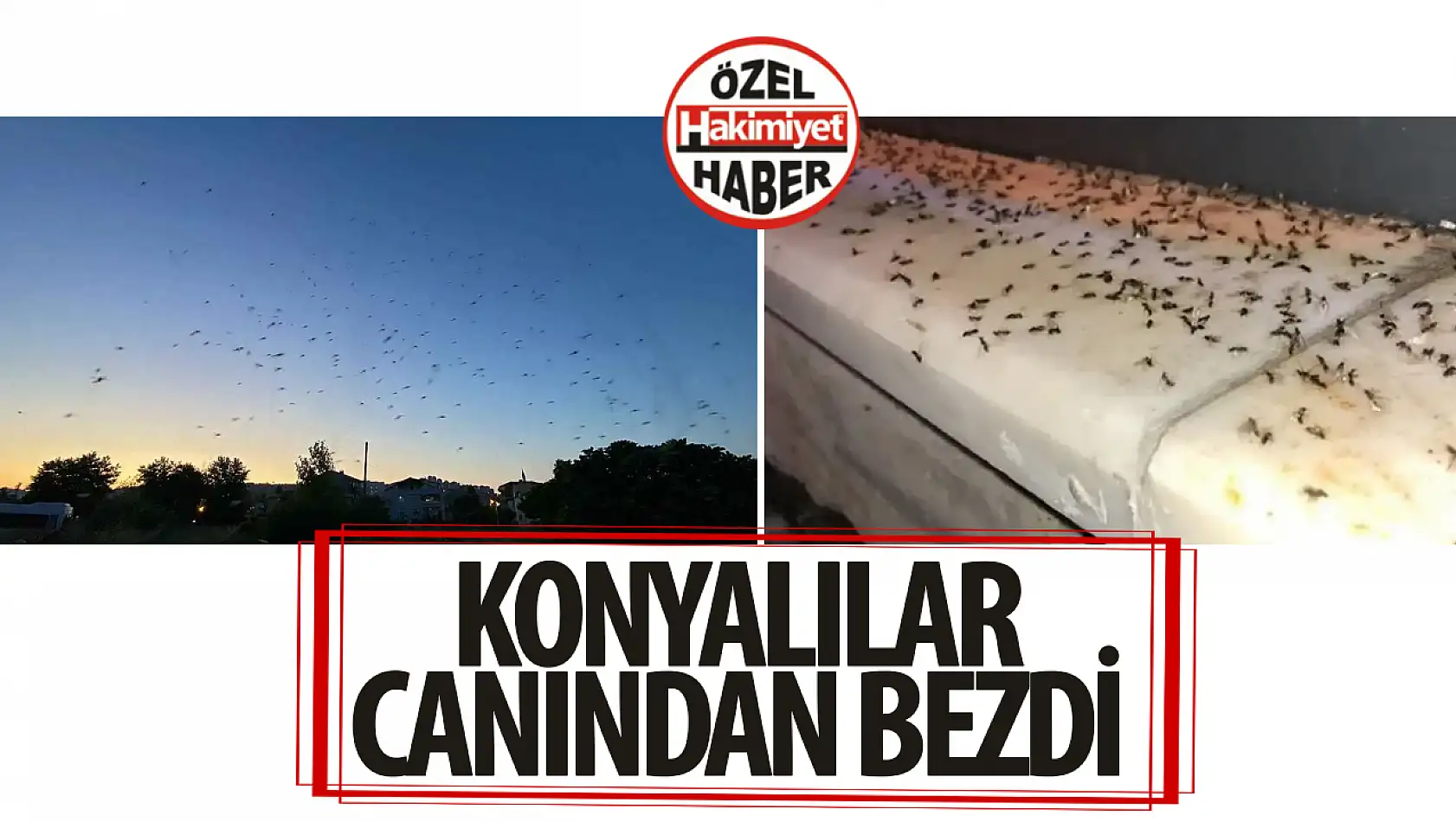 Konyalılar canından bezdi: 'İlaçlamalar tasarruf tedbirlerine mi takıldı?'