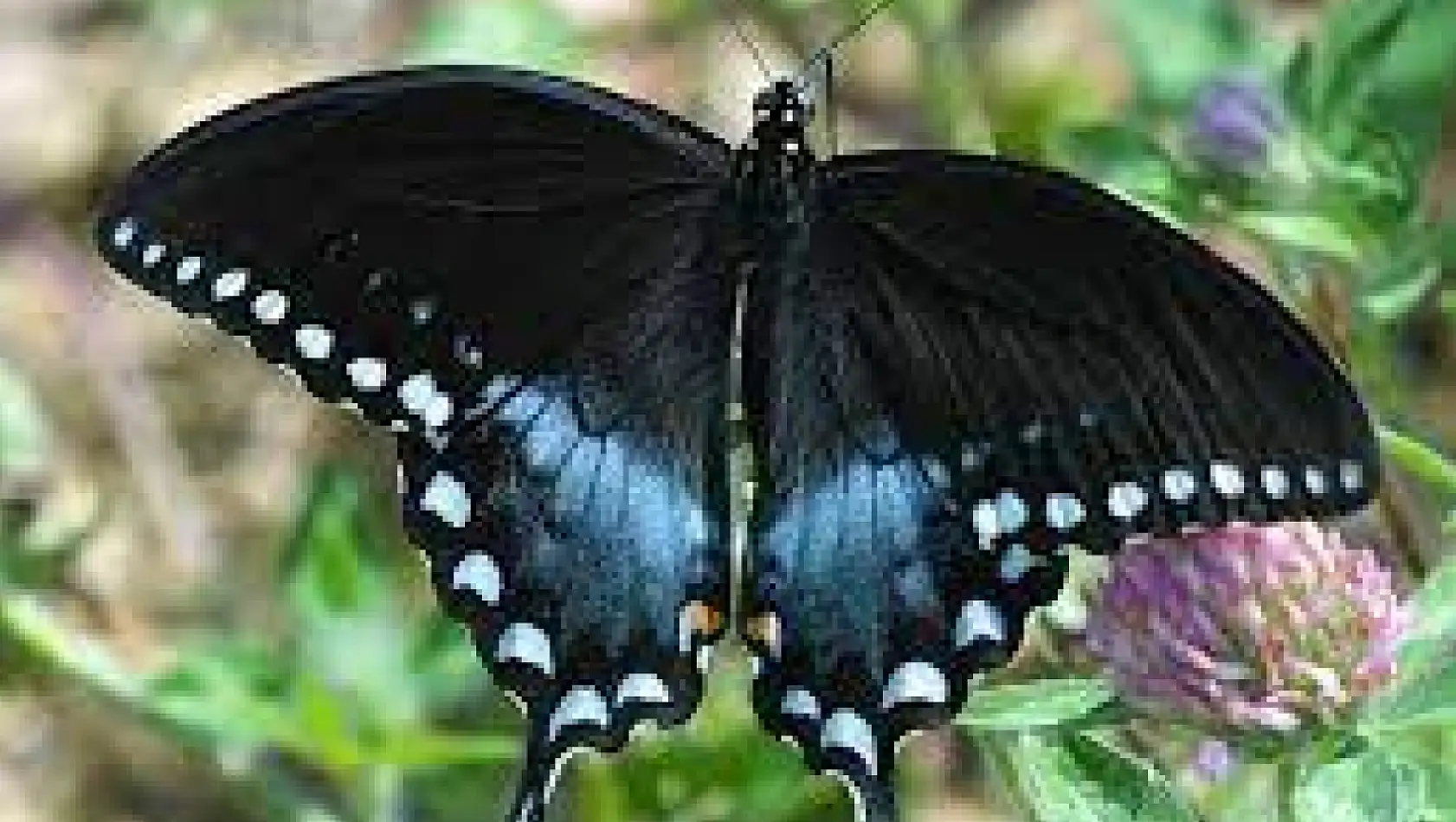 Siyah inci kelebeği nerede görülür? Daha çok nerelerde yaşarlar?
