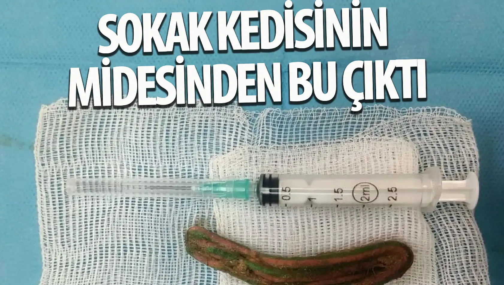 Sokak kedisi toka yuttu: Operasyonla çıkarıldı, sağlığı yerinde!