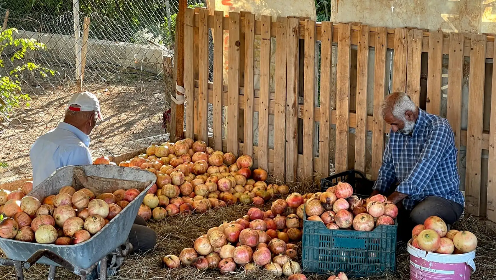 Suruç narının hasadı başladı