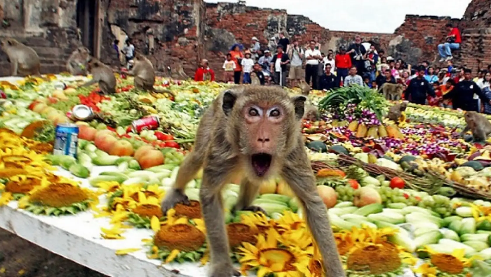 Tayland'ın Monkey Buffet Festival'i: Maymunlara Özel Şaşırtıcı Şölen