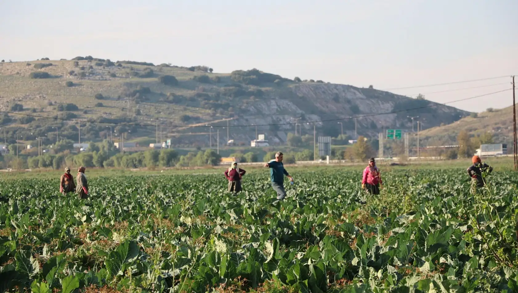 Üreticiyi 'bolluk' vurdu: Fiyatlar düştü, hasat takvimi şaştı