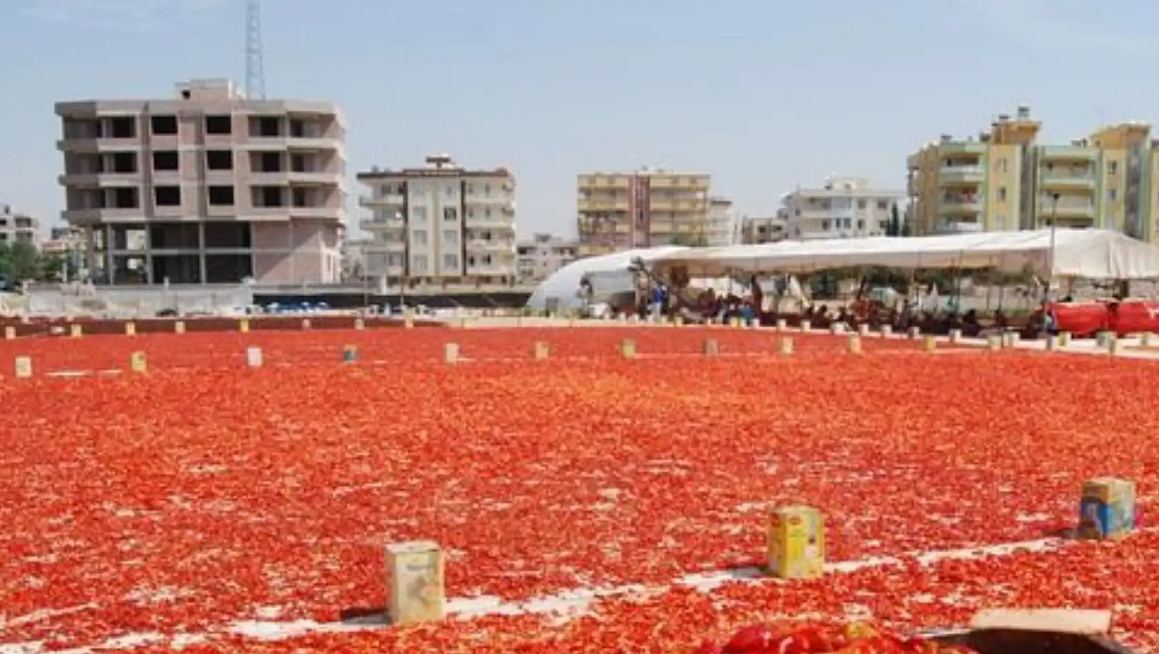 Yemeklerin tadını kaçıracak hasat. Tarladaki fiyatı cep yakıyor…