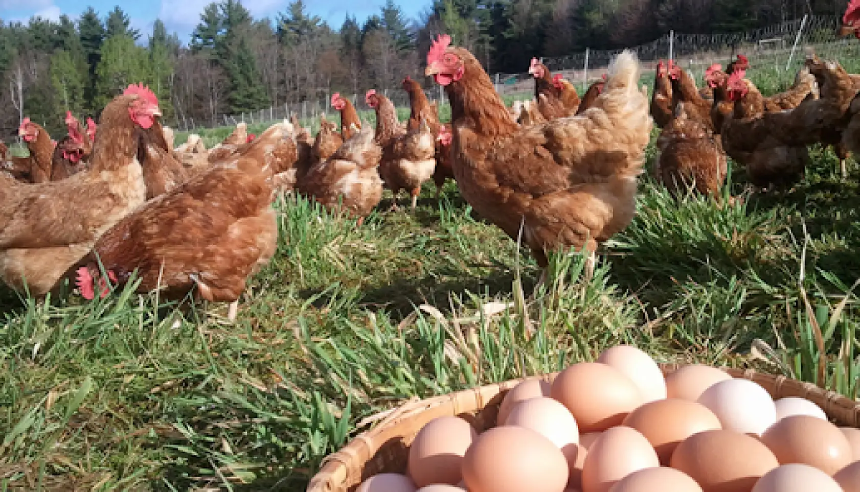 TÜİK açıkladı: Tavuk yumurtası üretimi  azaldı