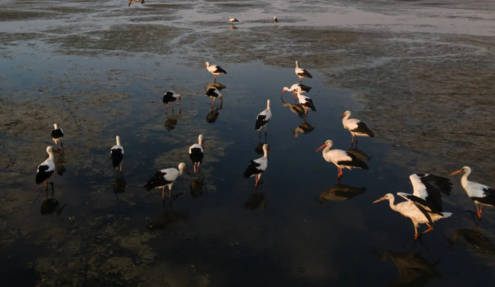Avrupa ve Afrika'ya göç ederken, Konya'da konaklıyorlar!