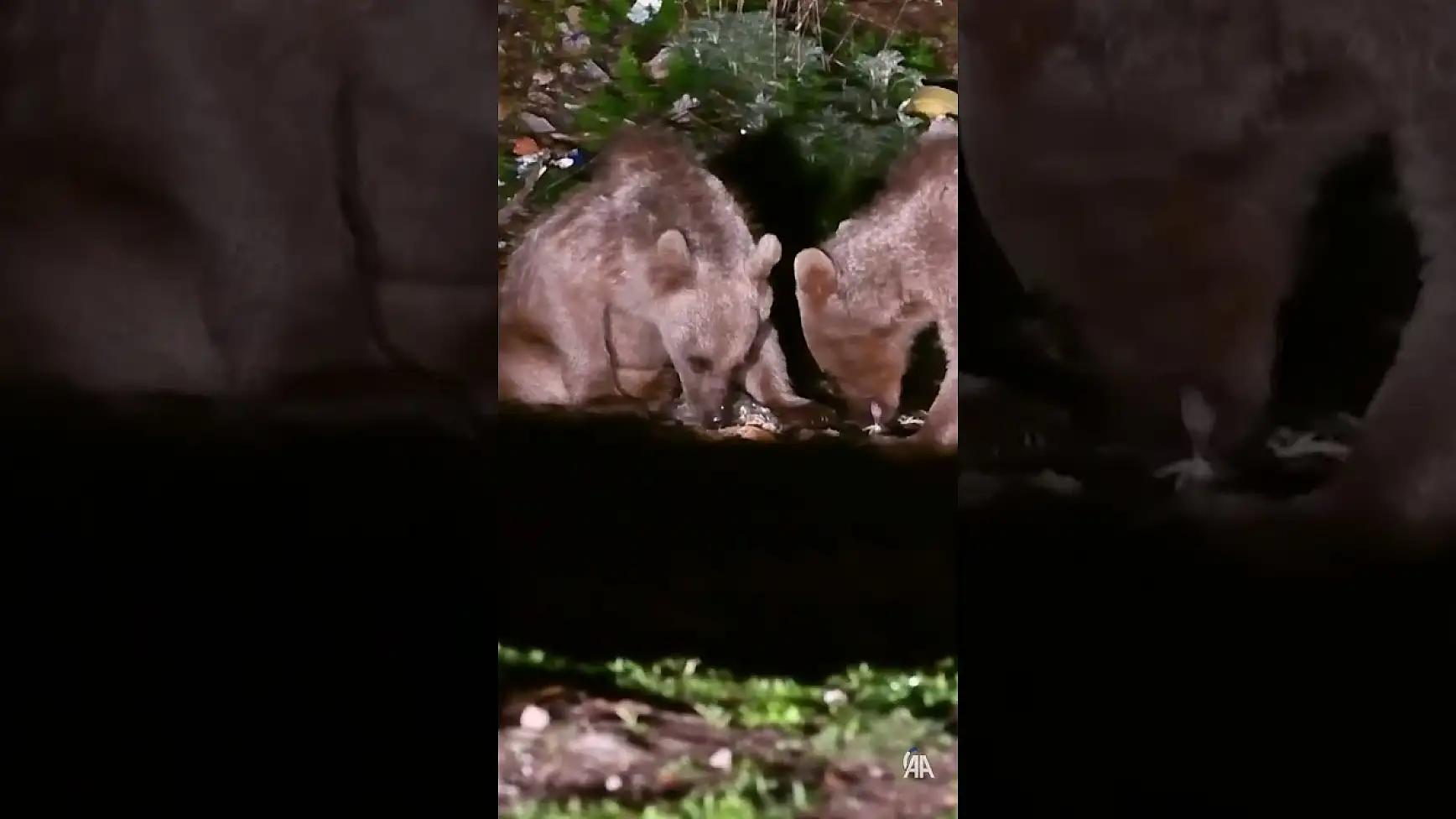 Ayı yavruları yiyecek aradılar | Duvara tırmandılar | Karınları doyduktan sonra gözden kayboldular