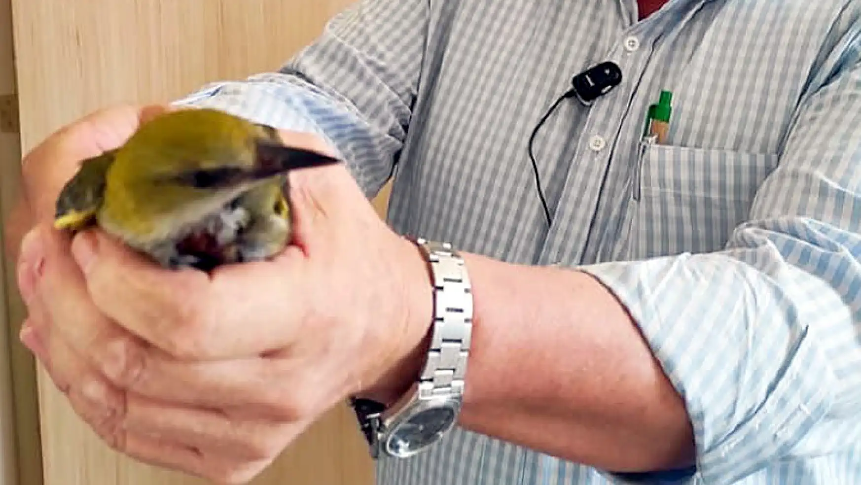 Konya'da yaralı bulunan sarı asma kuşu tedavi altına alındı