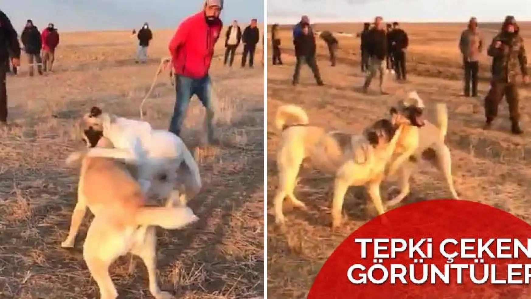 Konya'da köpek dövüşü yaptıran 4 kişi yakalandı! Köpekler tedaviye alındı