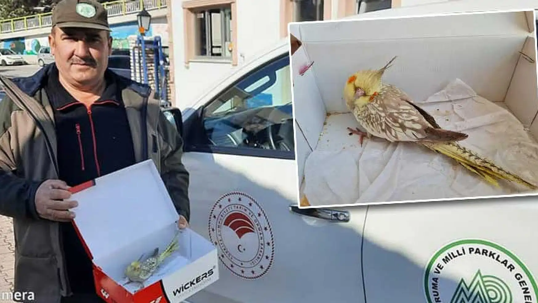 Konya'da yaralı bulunan sultan papağanı tedaviye alındı