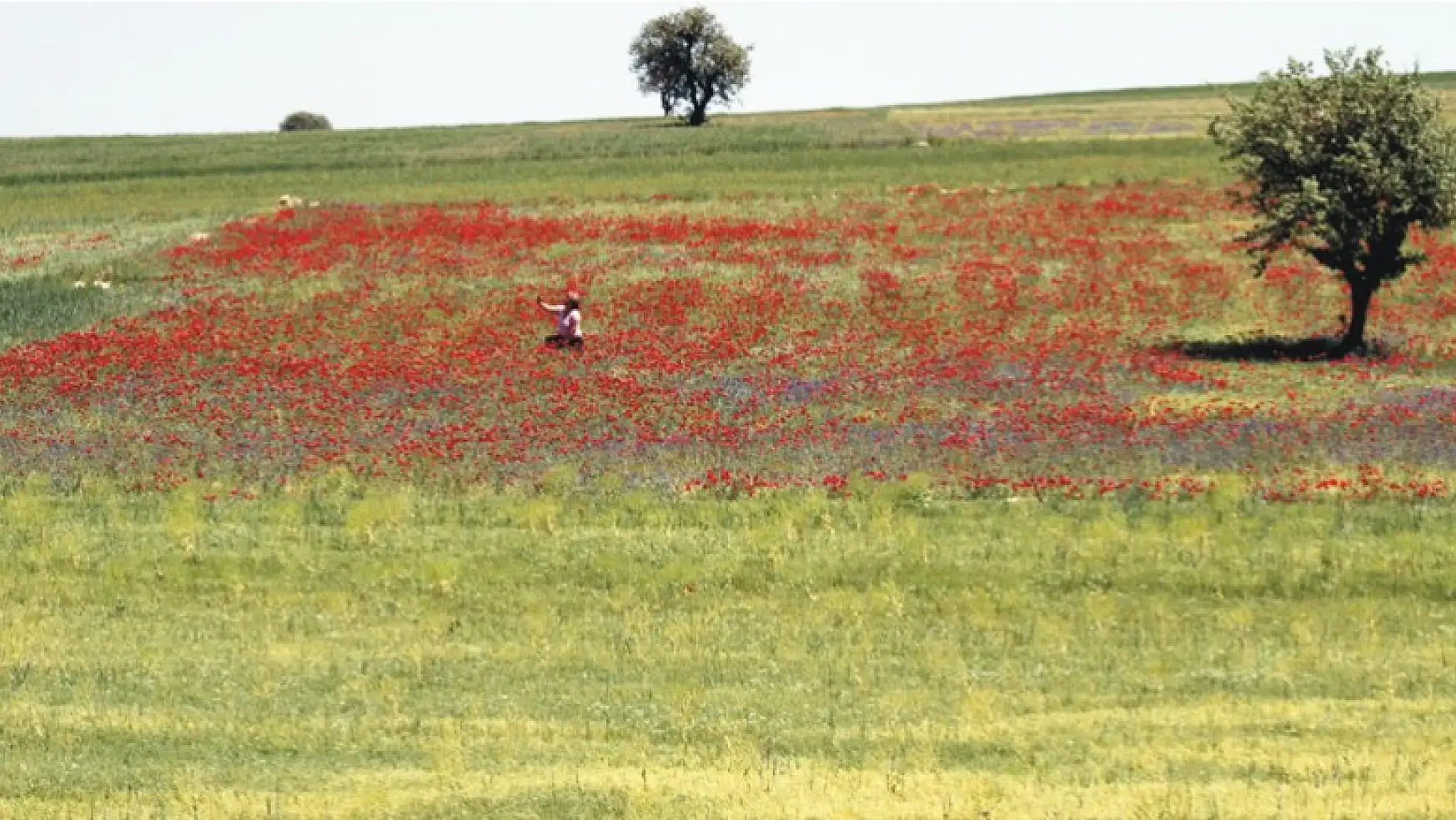 Konya Beyşehir'de gelincik tarlaları görsel şölen sunuyor
