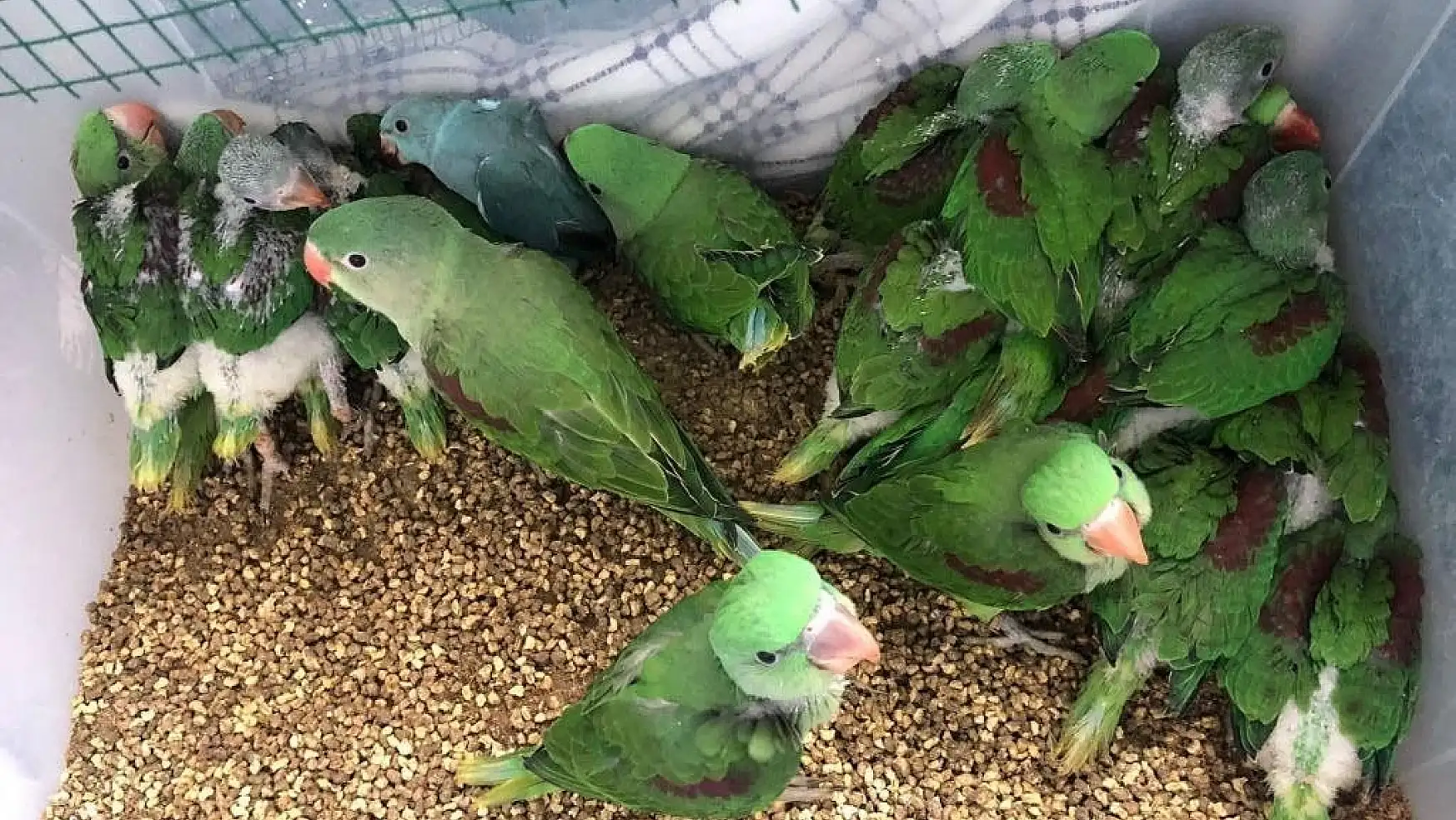 Bu kuşları satmak yasak! İstanbul polisi İskender Papağanlarını bakın nasıl buldu