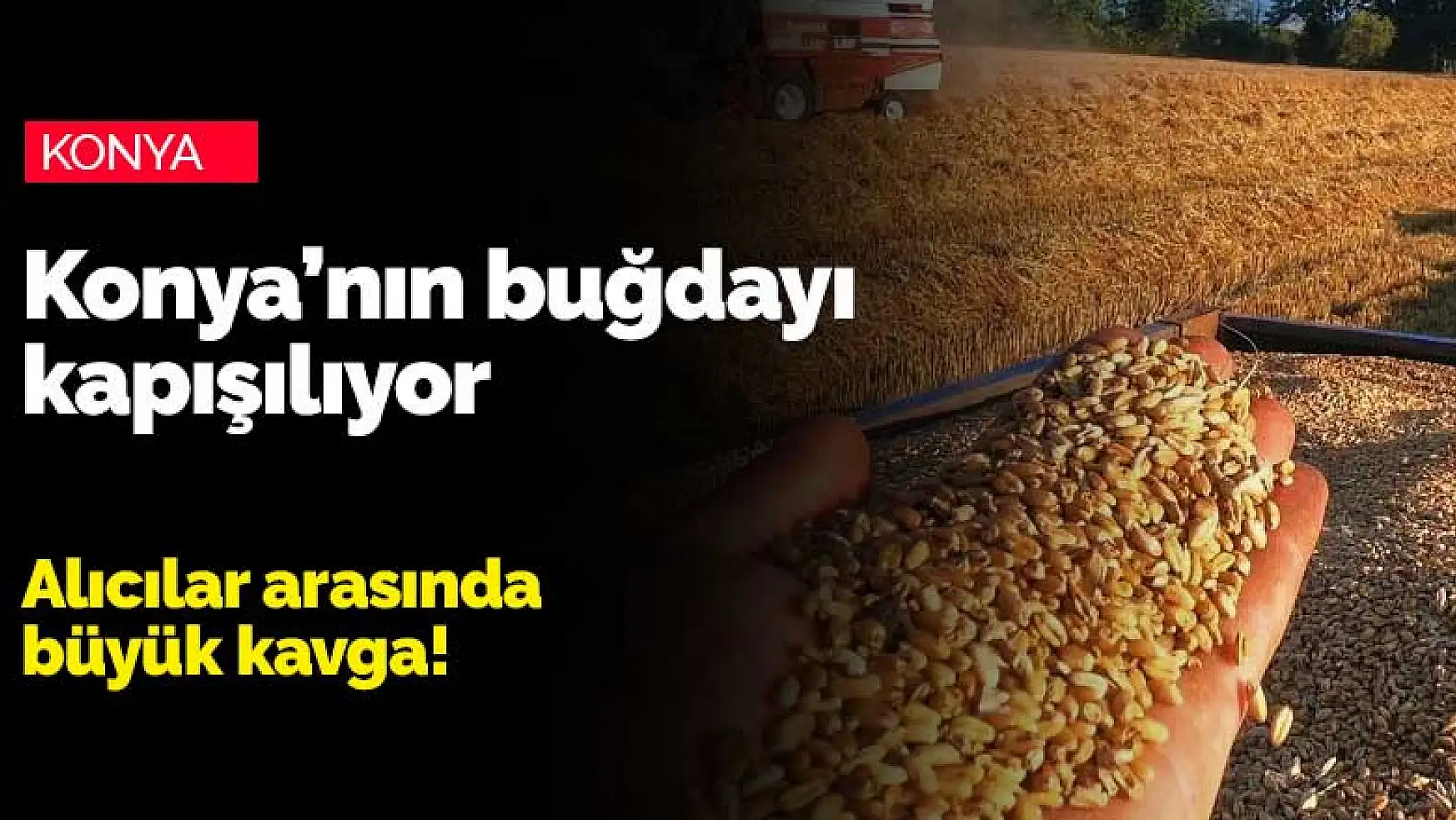 Konya ve Türkiye'de hasat dönemi yaklaşırken buğdayda kavga başladı!