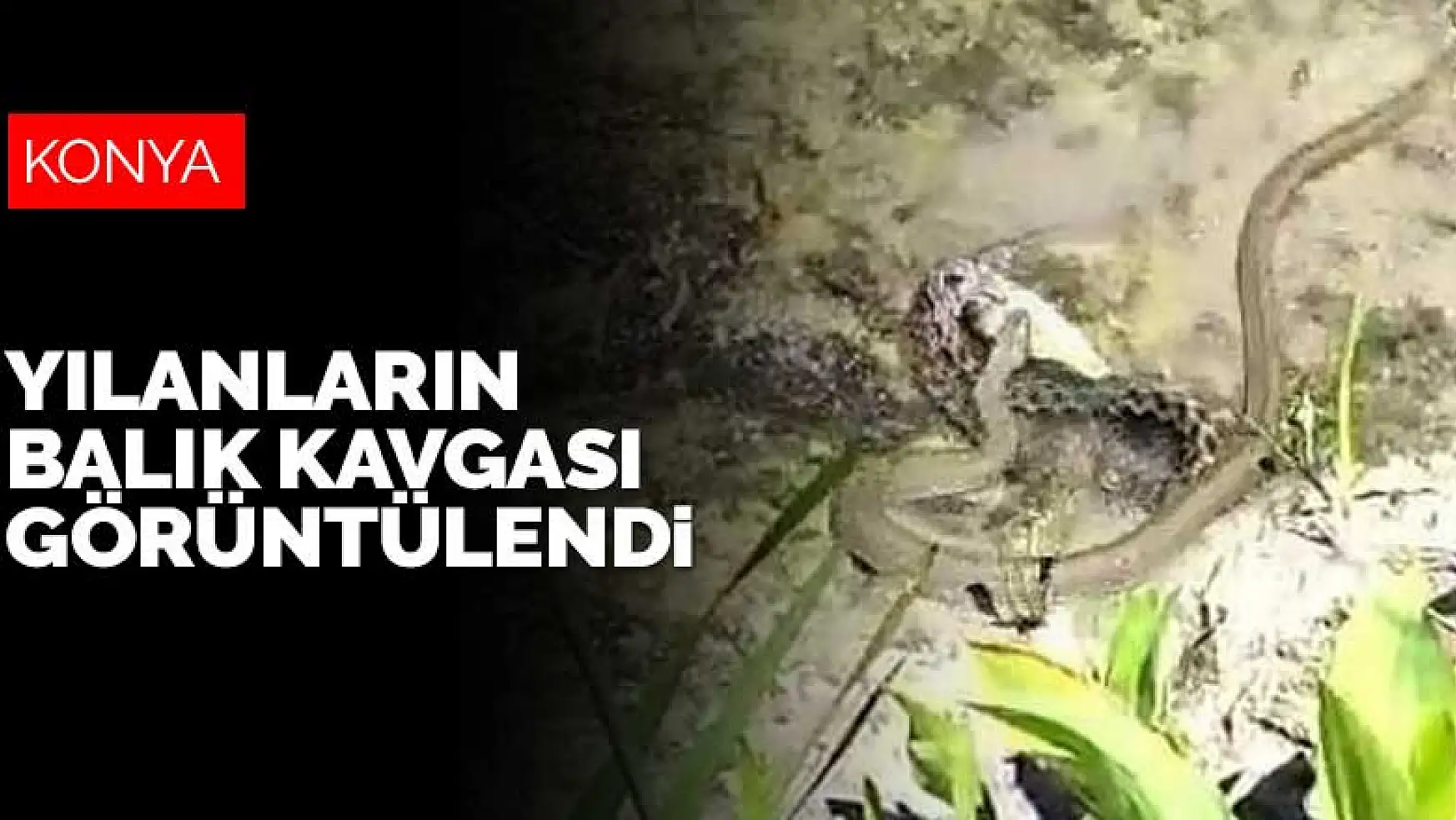 Beyşehir Gölü'nde su yılanlarının balık kavgası görüntülendi
