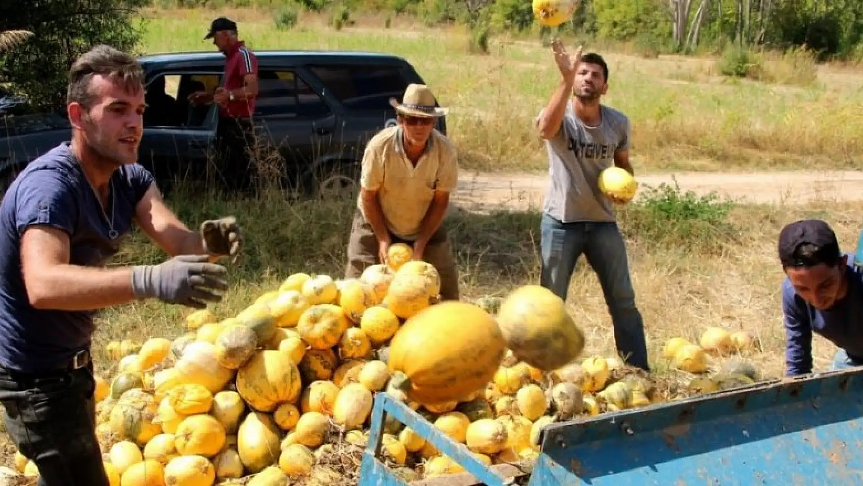 Beyşehir'de genç çiftçiler deneme amaçlı çekirdeklik kabak yetiştirdi