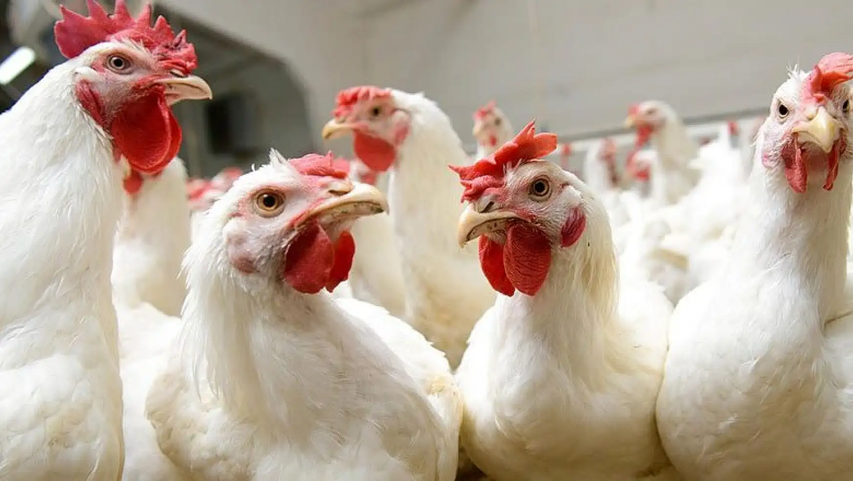 TZOB Başkanı Bayraktar'tan tavuk eti açıklaması