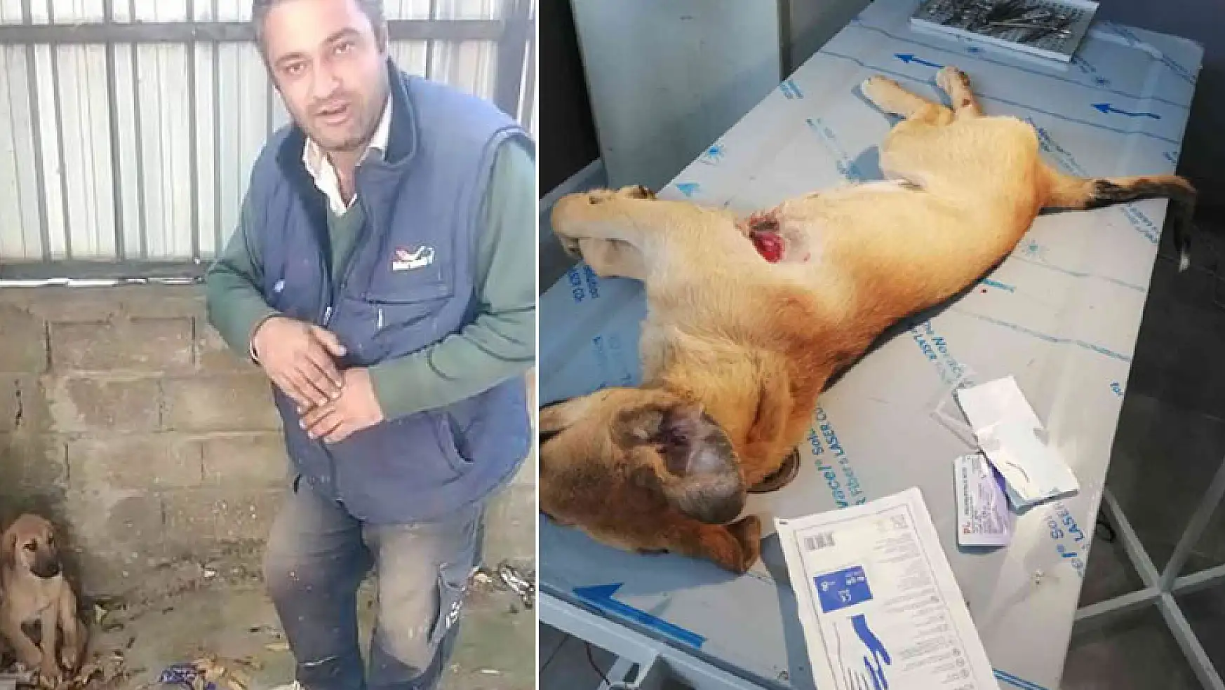 Akşehir Belediyesinin tedavi ettiği köpek iyileşti