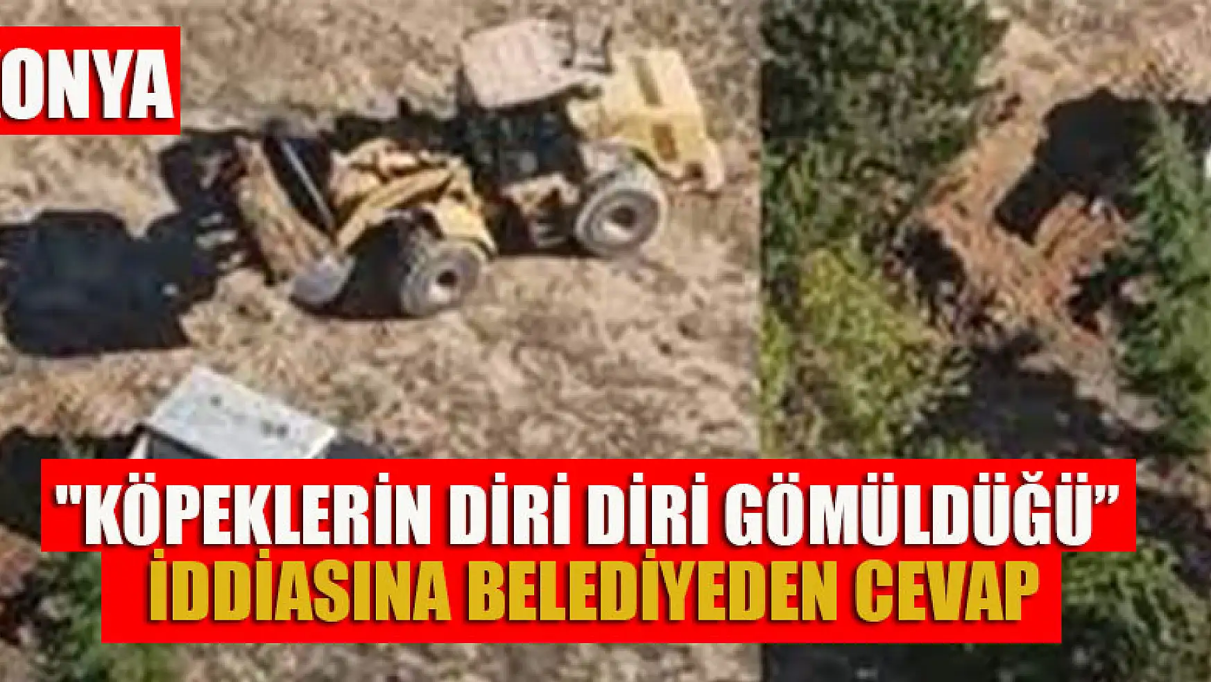 Konya'da 'köpeklerin diri diri gömüldüğü' iddialarıyla ilgili belediyedenaçıklama