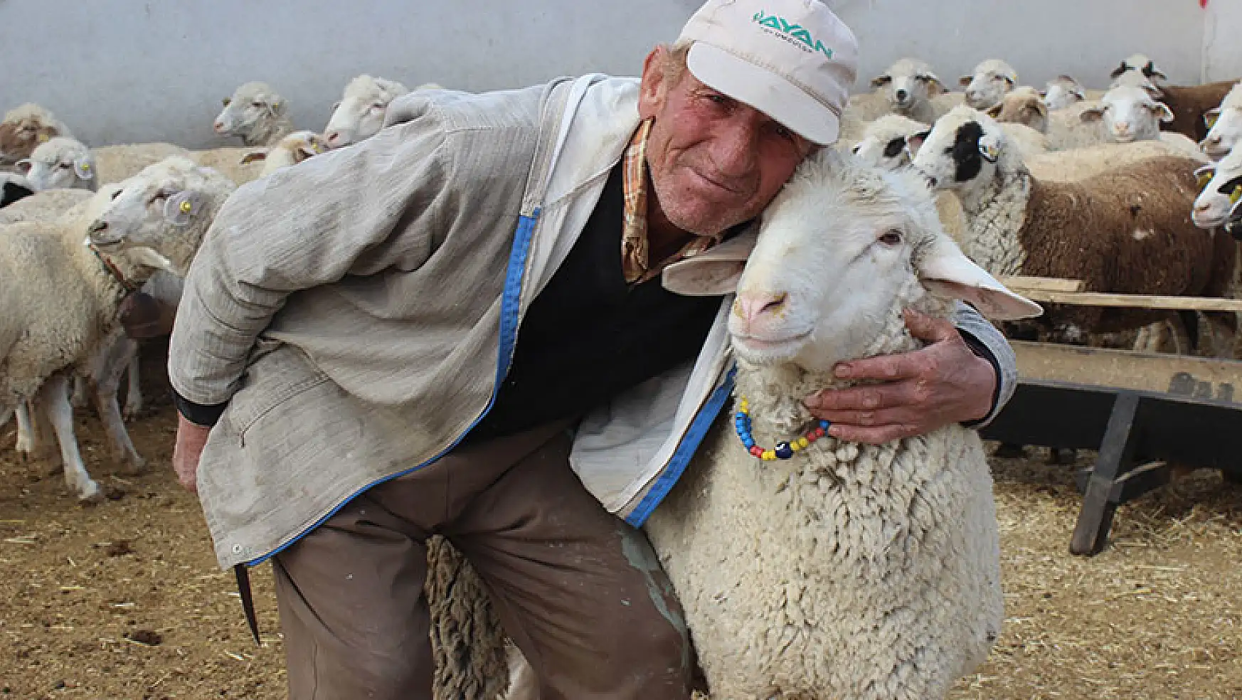Karapınar'da kurt saldırısı sonucu 15 koyun telef oldu