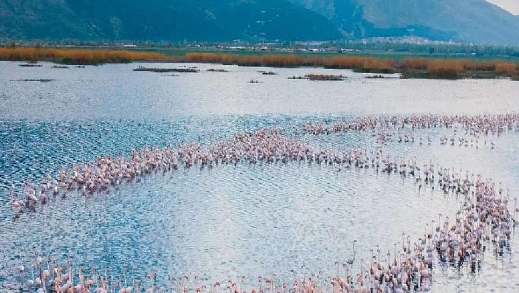 Eber Gölü'nde süzülen flamingolar güzellikleriyle mest etti