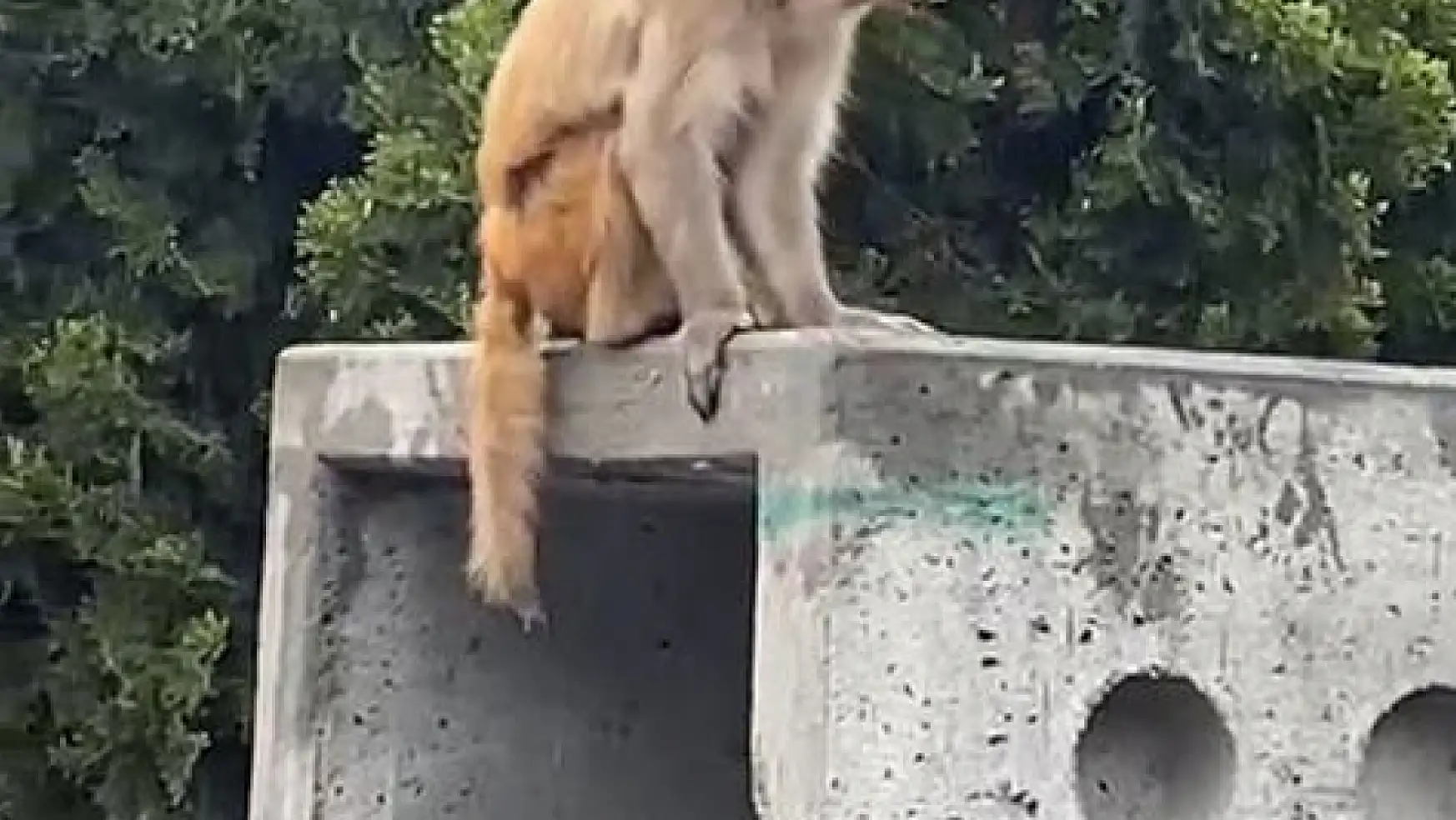 Firari maymun görenleri şaşırttı