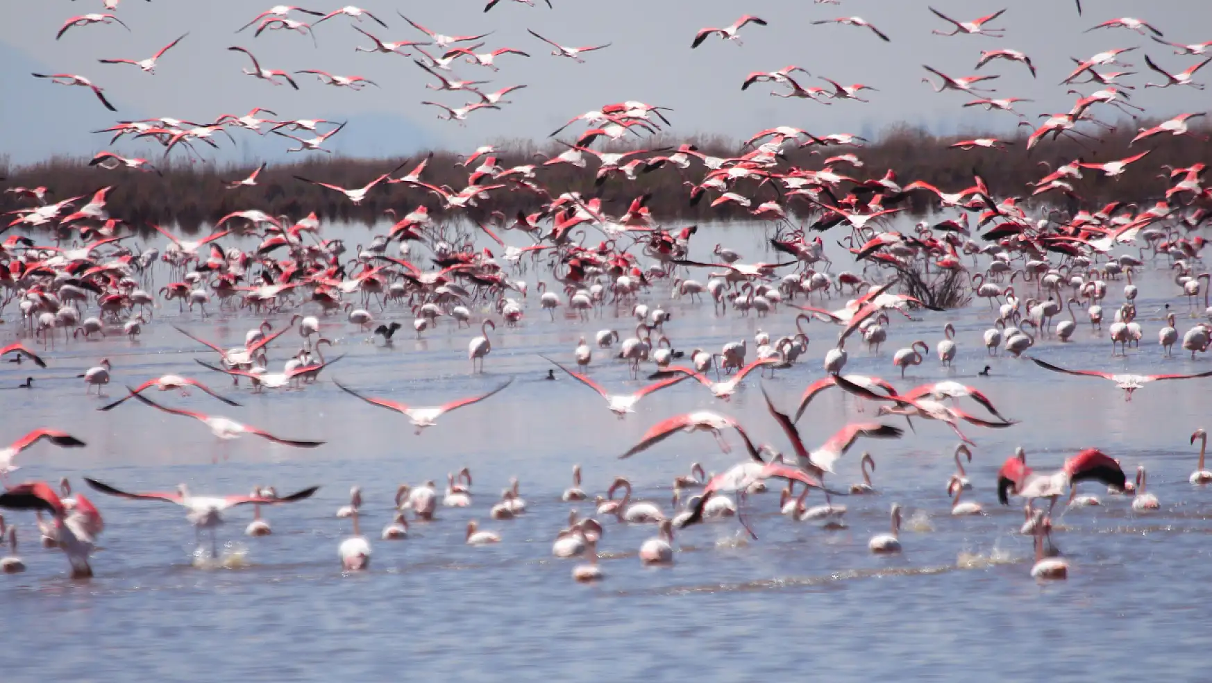 Akgöl sazlıkları flamingolarla ayrı bir güzelliğe büründü