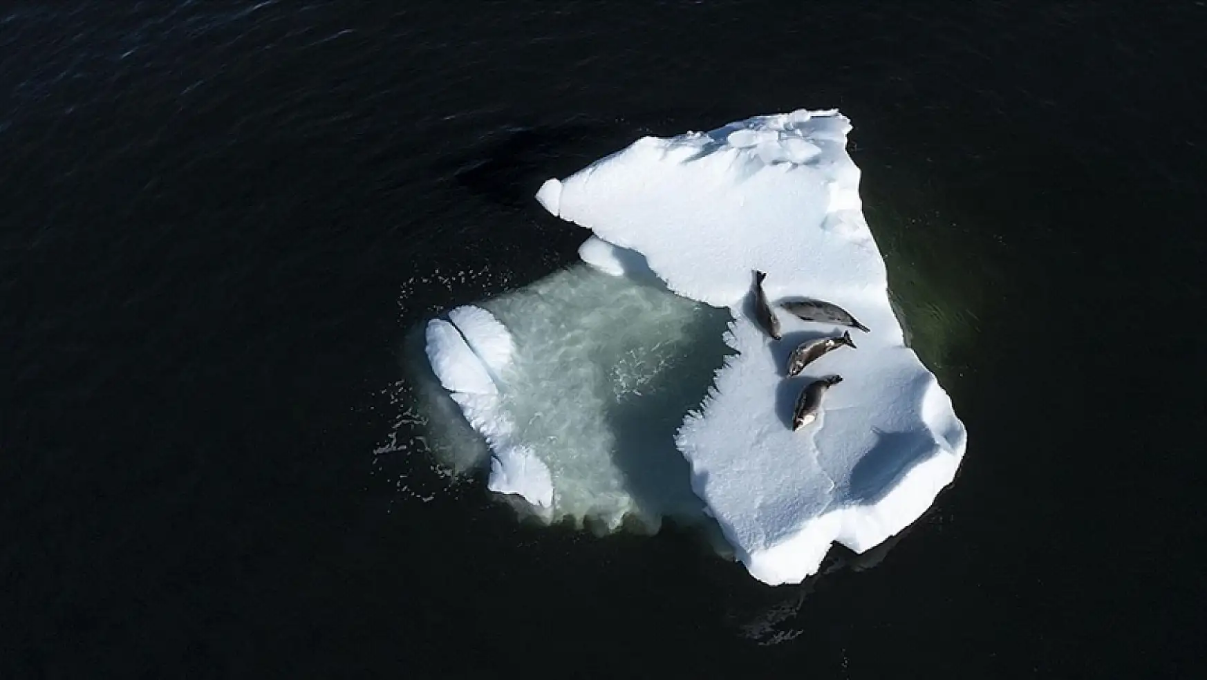 Antarktika'yı bekleyen tehlike