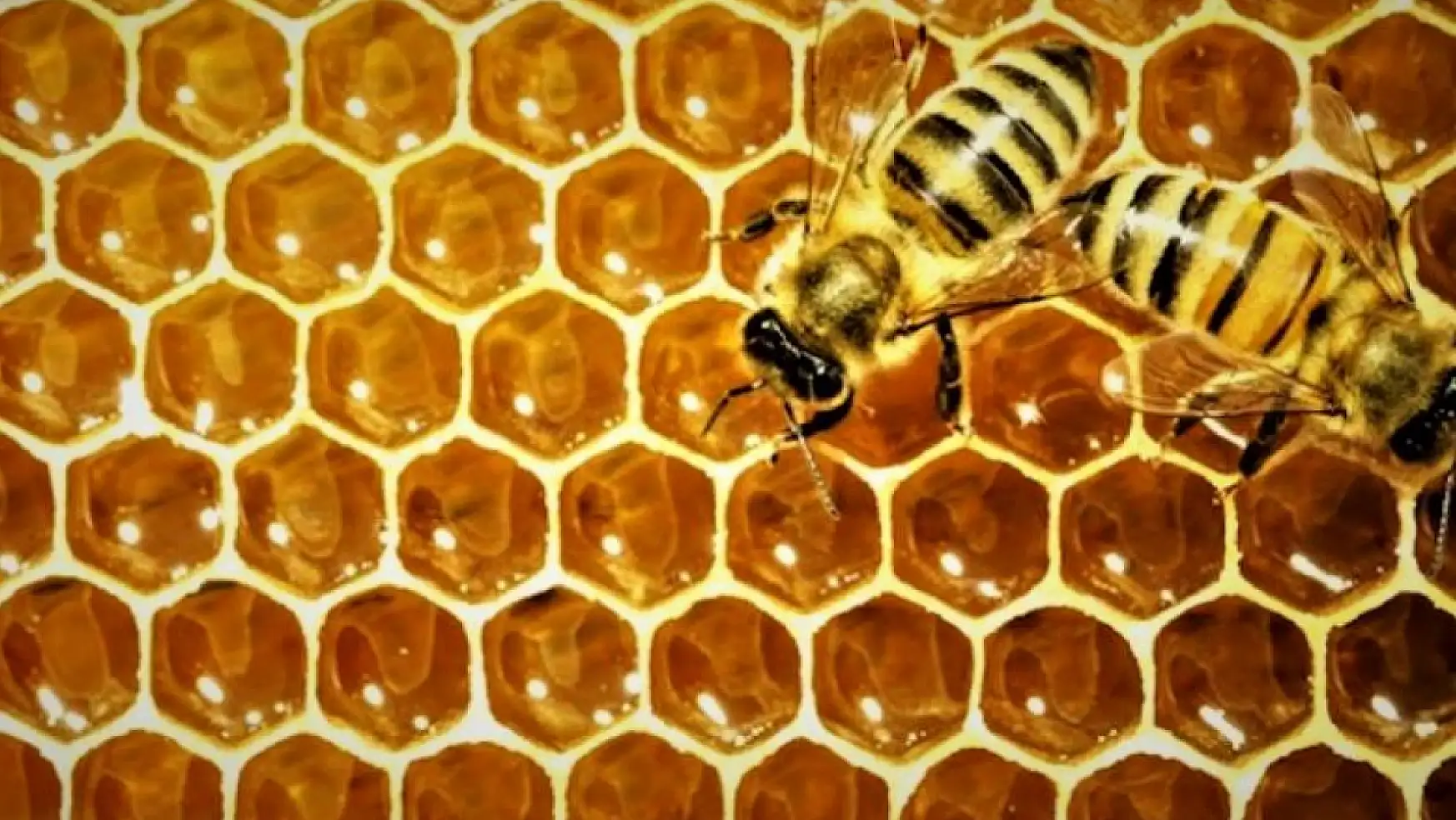 Arı peteğinin şekli: Doğanın mükemmel geometrisi