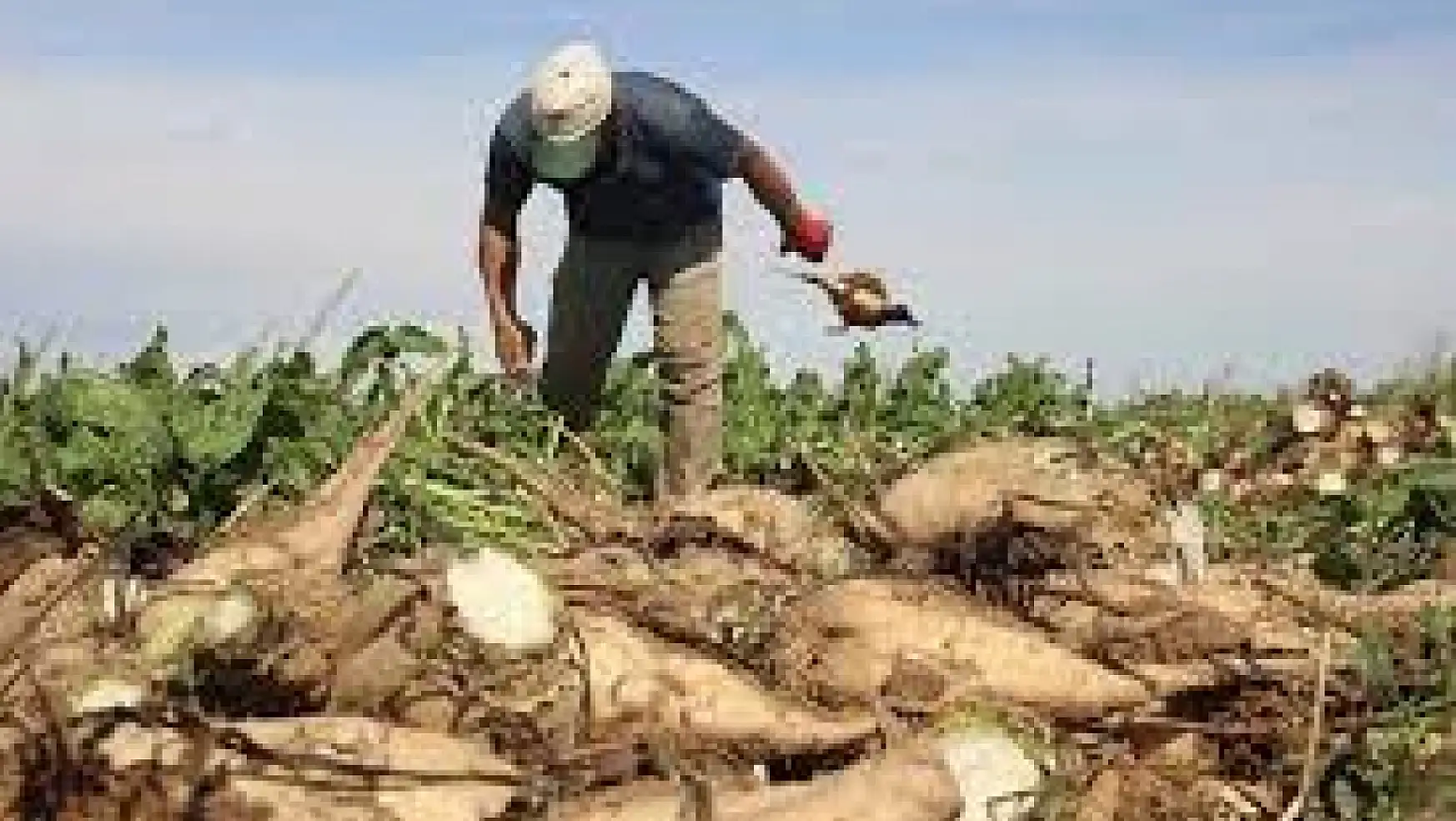 Çiftçilere uyarı: Konya'da 7 milyon ton pancar rekolte beklentisi!