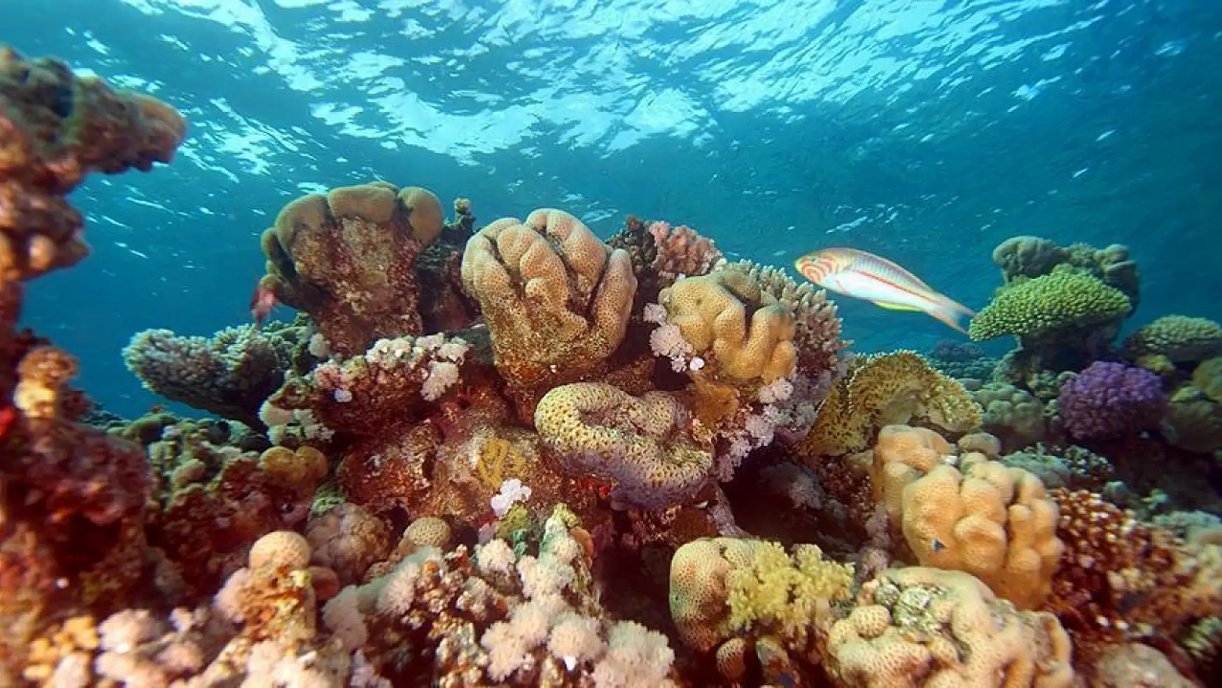 Dünya'nın doğal harikası: Büyük Mercan Resifi'nin korunması ve önemi
