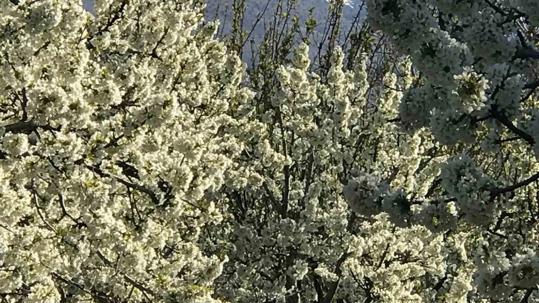 Ereğli'de baharın müjdesi: Kiraz ve vişne bahçeleri beyaza büründü