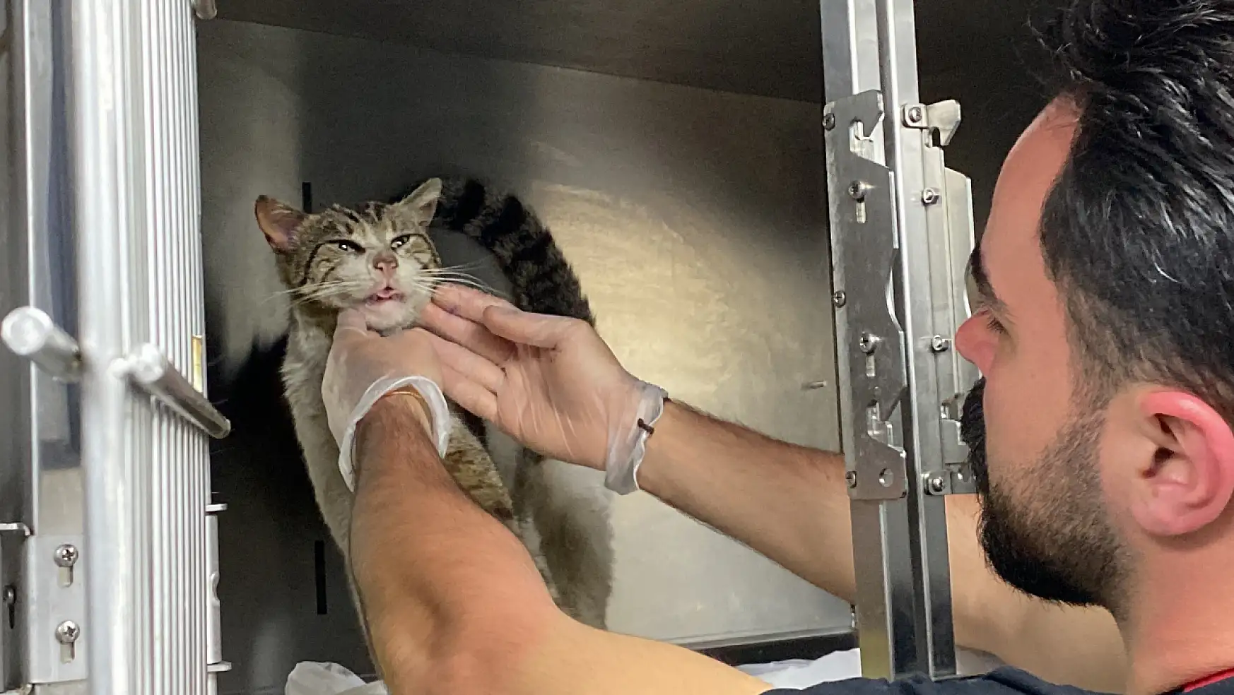 Hasta kedi, kulağında tümörle veteriner hekimine gitti