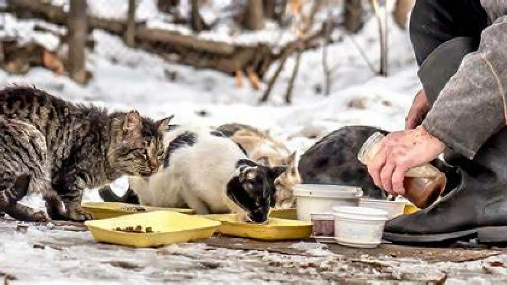 Kışın Sokak Hayvanları İçin Neler Yapılabilir!