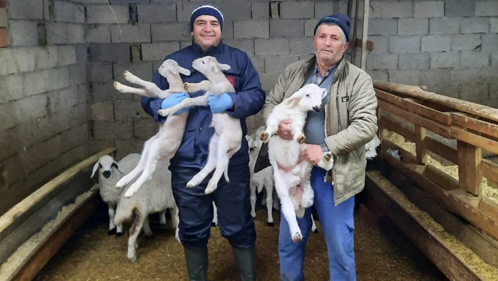Konya'da anaç koyun ve keçi destekleme tespit çalışmaları!
