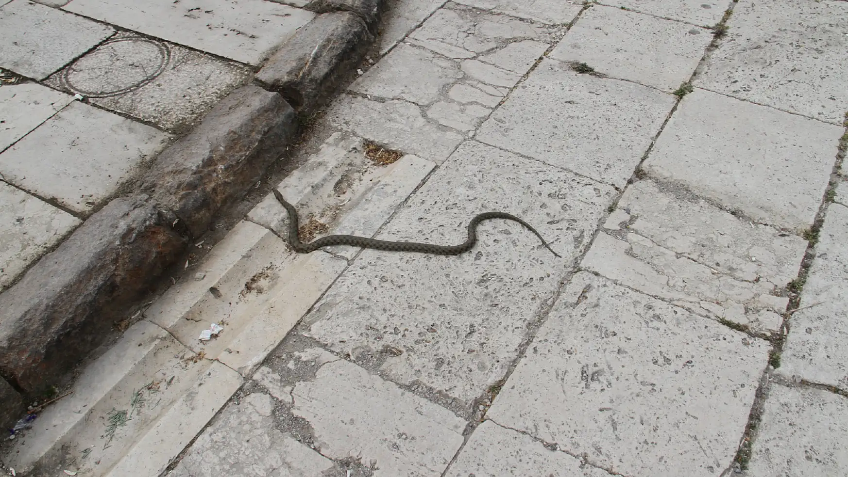 Konya'da bu alanda yılanlar ortaya çıkmaya başladı