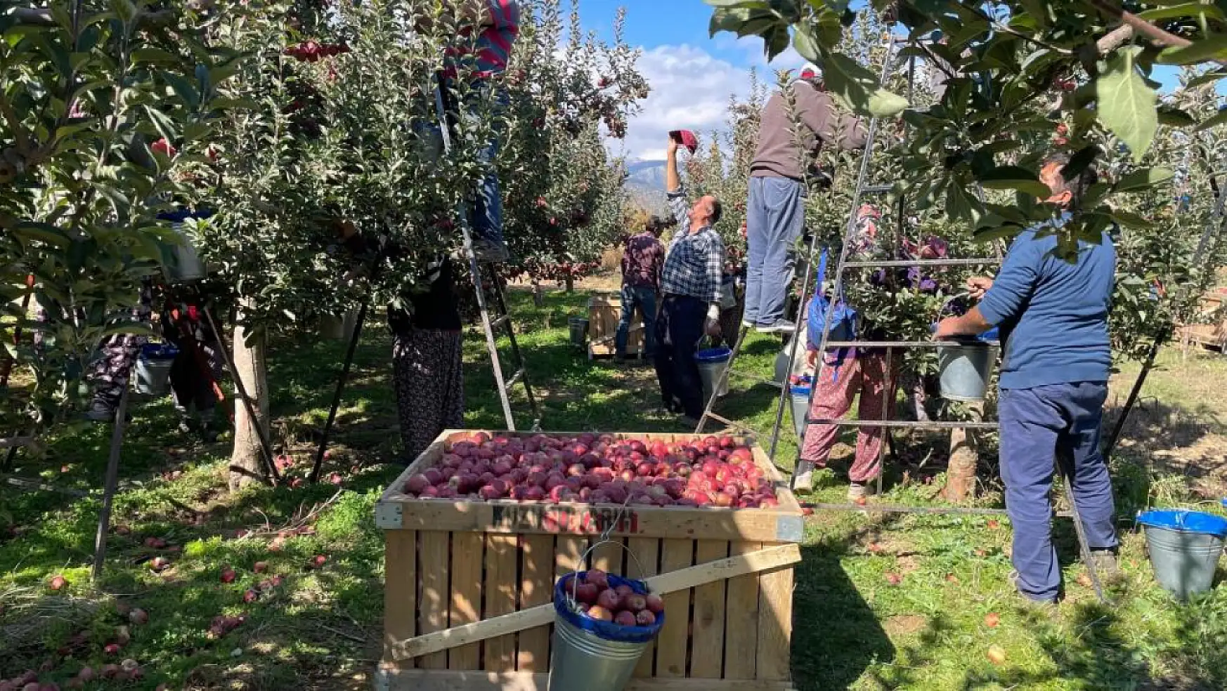 Konya'da elma hasadı devam ediyor