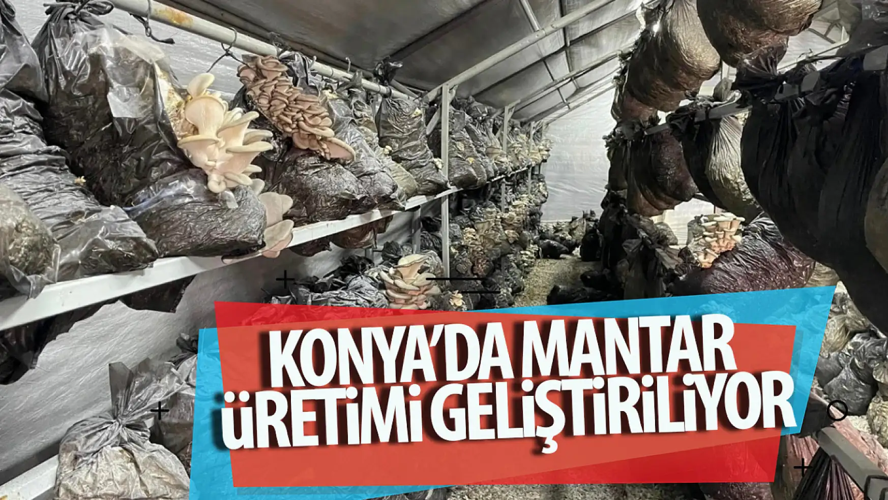 Konya'da mantar üretimi geliştiriliyor!
