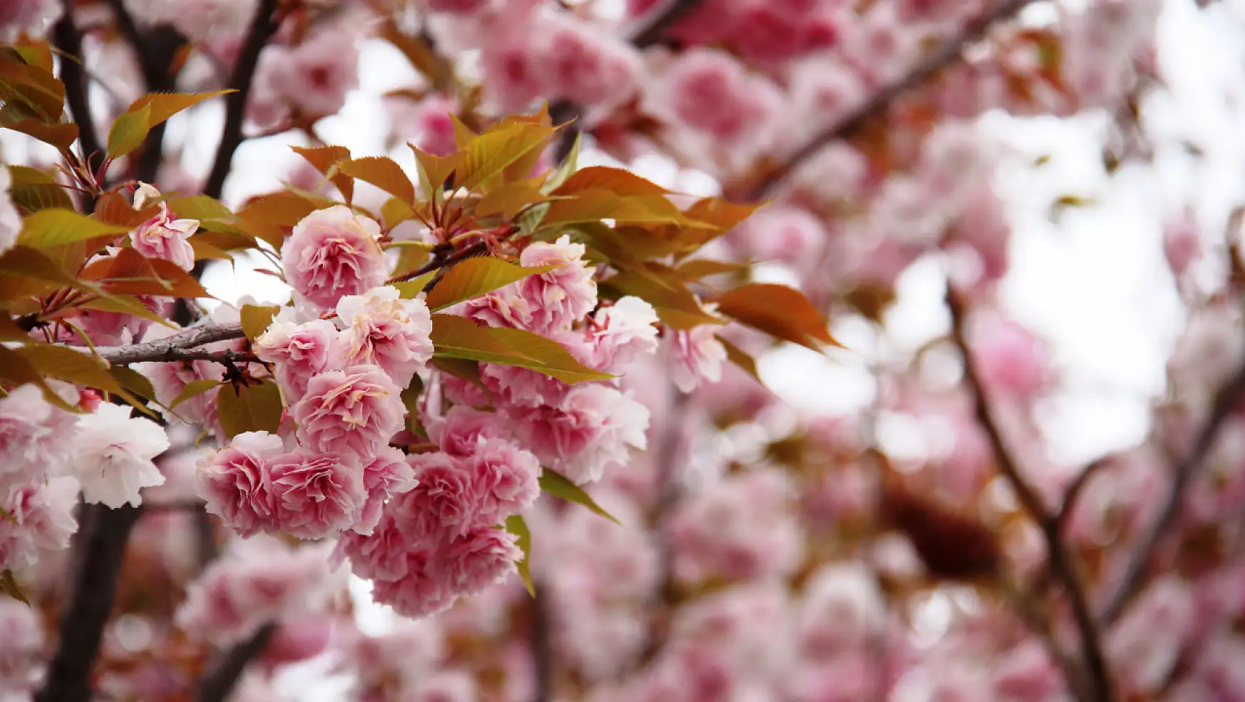 Konya Japon Parkı'nda ağaçlar çiçek açtı