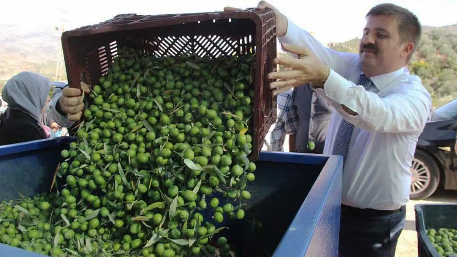 Konya'nın komşu ilinde Türkiye'nin en kaliteli zeytini üretiliyor!