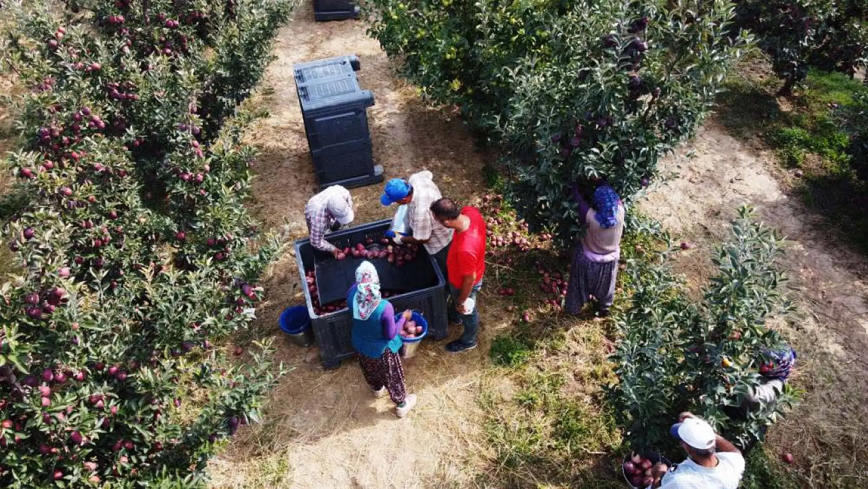 Konya'nın önemli elma üretim merkezinde hasat devam ediyor!