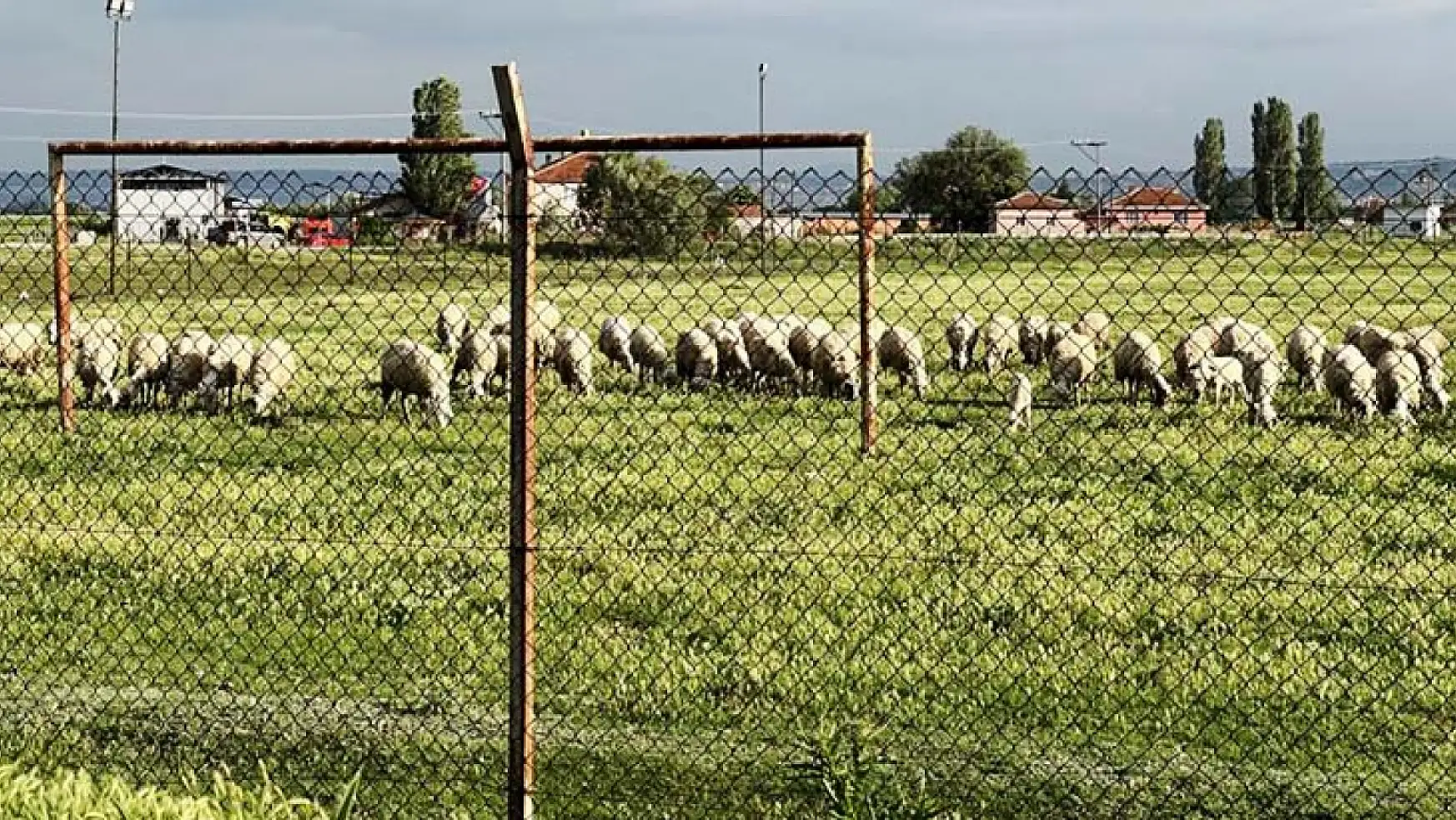 Koyunların otlama yeri saha oldu